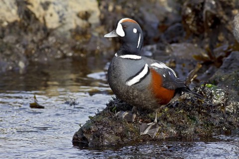 Harlequin Duck (Histrionicus histrionicus) male