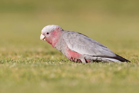 Galah (Eolophus roseicapilla) juvenile, Victoria, Australia
