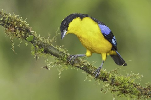 Blue-winged Mountain Tanager (Anisognathus somptuosus), Ecuador