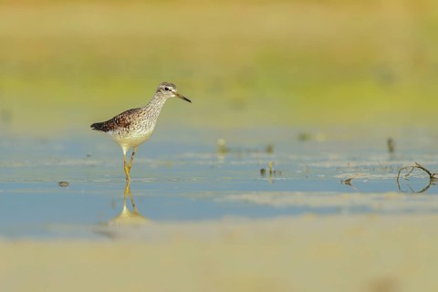 Wood Sandpiper (Tringa glareola) foraging, Lazio, Italy