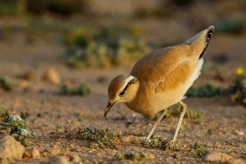 Cream-colored Courser (Cursorius cursor), Fuerteventura, Spain