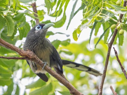 Blue-faced Malkoha (Phaenicophaeus viridirostris), Sri Lanka