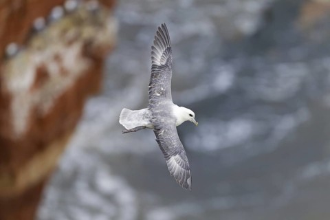 Northern Fulmar (Fulmarus glacialis) flying, Schleswig-Holstein, Germany