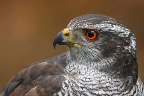 Northern Goshawk (Accipiter gentilis) male, Utrecht, Netherlands
