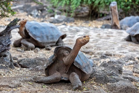 Giant tortoise (Chelonoidis nigra), Santa Cruz, Galapagos, Ecuador