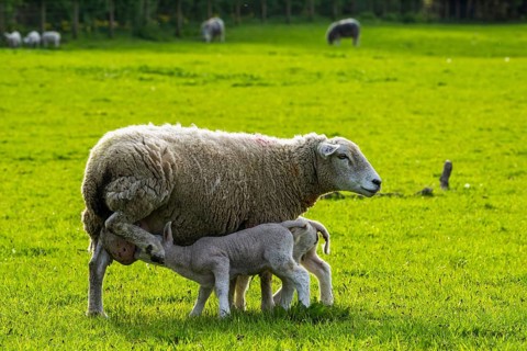 Sheep and farm in Lake District National Park, Coniston Water, Cumbria, England, United Kingdom