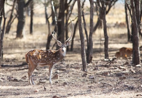 Axis deer or chital (Axis axis) in the dry forest, Ranthambore National Park, Rajasthan, India