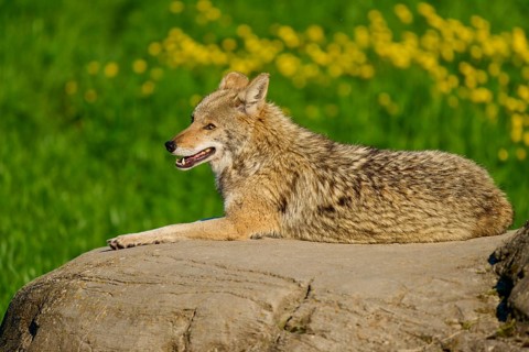 A resting coyote on a rock surrounded by fresh greenery and yellow flowers, Coyote (Canis latrans),