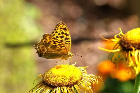Emperor Cloak (Argynnis paphia), on a yellow flower of a Great Telekie (Telekia speciosa), macro