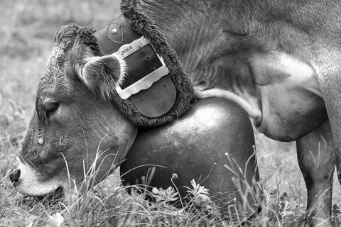 Cow grazing wearing a decorative bell for the cattle drive, cattle seperation, gabled house, Bad