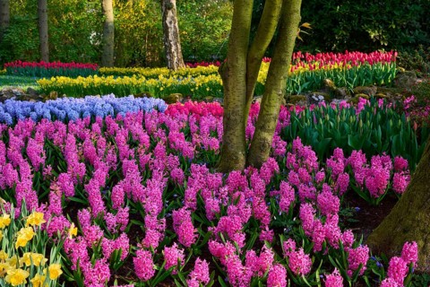 Colourful park with hyacinths, daffodils, tulips and surrounding trees, Keukenhof, Lisse, province
