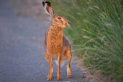 A hare sits on a dirt track at sunrise in the north-west of Frankfurt am Main, Frankfurt am Main,