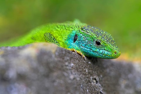 Western green lizard (Lacerta bilineata), animal portrait, resting on a stone of a dry stone wall,