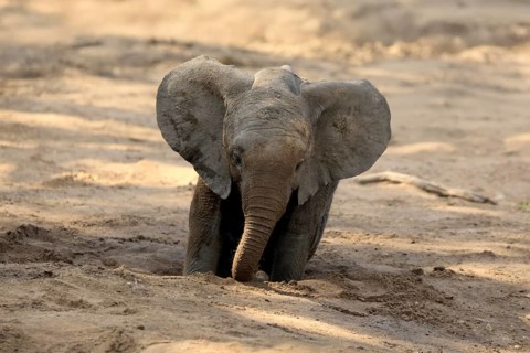 African elephant (Loxodonta africana), young animal, digging, drinking, searching for water, dried