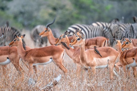 Impala (Aepyceros melampus) with red-billed oxpecker (Buphagus erythrorynchus), black heeler