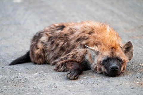 Spotted hyena (Crocuta crocuta), adult, lying on the road, Kruger National Park, South Africa