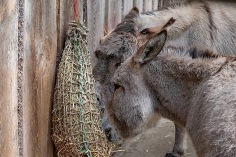 Thuringian forest donkey (Equus africanus f. asinus) eating hay from a net, wildlife park, Bavaria,