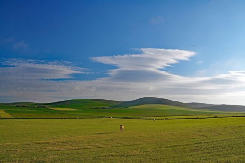 Wide fields under a clear blue sky, calm atmosphere, single cow in wide landscape, Mainland, Orkney