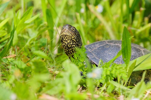 A European pond turtle (Emys orbicularis), makes its way through the green meadow next to the pond