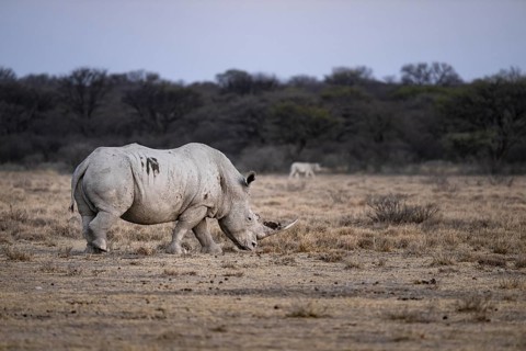Southern white rhinoceros (Ceratotherium simum simum), Khama Rhino Sanctuary, Serowe, Botswana