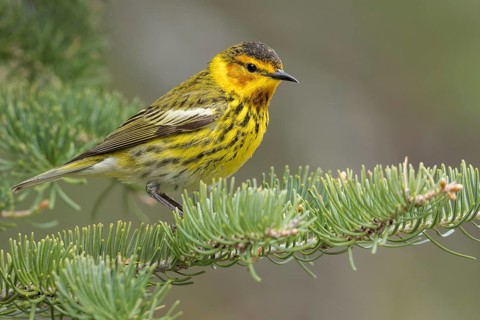 Cape May Warbler (Dendroica tigrina) perched on a branch in Ontario, Canada