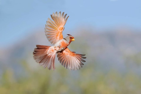 Pyrrhuloxia (Cardinalis sinuatus) male flying, Arizona, USA