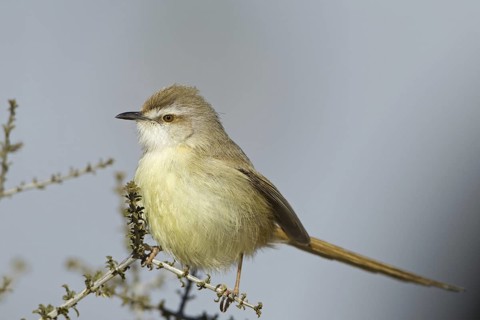 Black-chested Prinia (Prinia flavicans), Northern Cape, Kgalagadi Transfrontier Park, South Africa