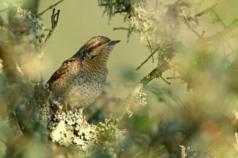 Eurasian Wryneck (Jynx torquilla), Ferreira do Alentejo, Portugal