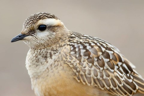 Eurasian Dotterel (Charadrius morinellus), Asturias, Spain