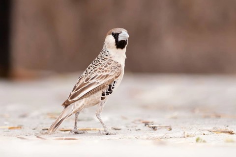 Sociable Weaver (Philetairus socius), Namibia