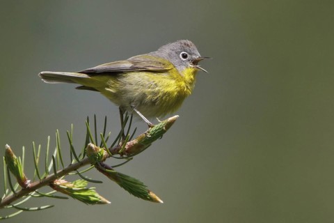 Nashville Warbler (Leiothlypis ruficapilla) singing, British Columbia, Canada