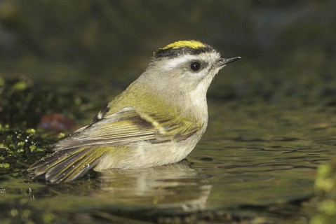 Golden-crowned Kinglet (Regulus satrapa), British Columbia, Canada