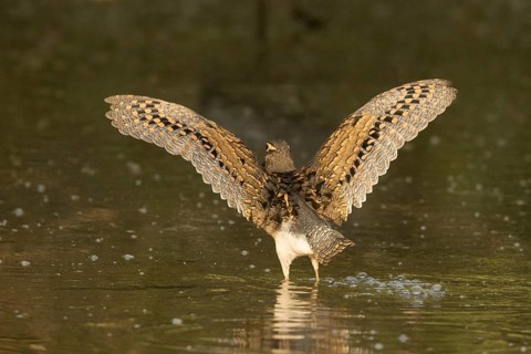 Greater Painted-snipe (Rostratula benghalensis), Gambia