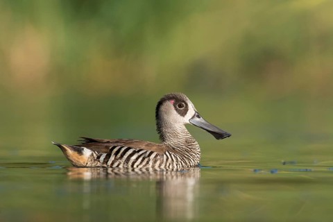 Pink-eared Duck (Malacorhynchus membranaceus), New South Wales, Australia