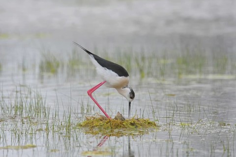 Stelzenläufer (Himantopus himantopus) Black-winged Stilt