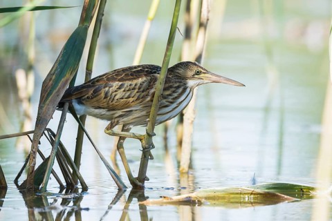 Zwergdommel (Ixobrychus minutus) Little Bittern