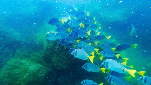 Shoal of yellowtail surgeonfish (Prionurus punctatus), underwater, Galapagos, Ecuador
