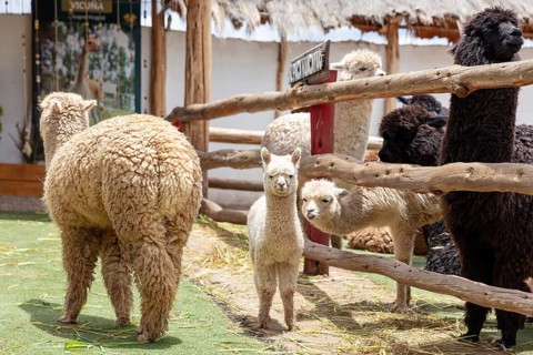 Alpaca and Llama Farm, near Cusco, Peru