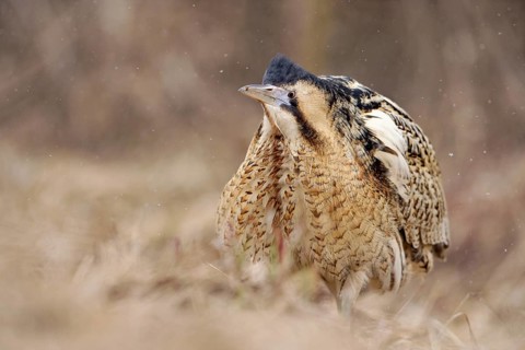 Eurasian Bittern (Botaurus stellaris) male, Nizhegorodskaya, Russia