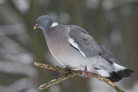Common Wood Pigeon (Columba palumbus), Lower Saxony, Germany