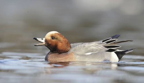 Eurasian Wigeon (Mareca penelope) male, Oregon, USA