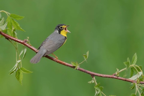 Canada Warbler (Cardellina canadensis) male singing from a branch, Minnesota, USA