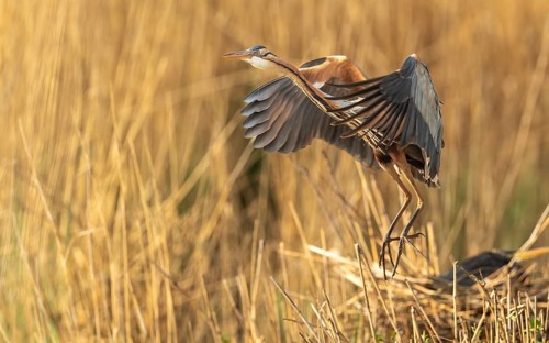 Purpurreiher (Ardea purpurea)