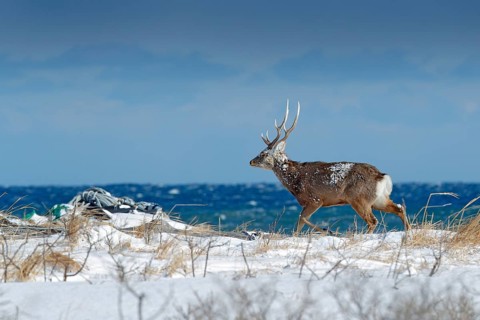 Hokkaido sika deer, Cervus nippon yesoensis, in snow meadow, blue sea with waves in background.