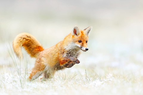 Red Fox jumping, Vulpes vulpes, wildlife scene from Europe. Orange fur coat animal hunting in the