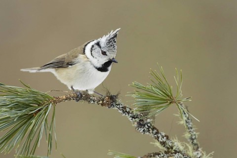 European Crested Tit (Lophophanes cristatus), Switzerland