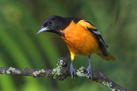 Baltimore Oriole (Icterus galbula) male, Costa Rica