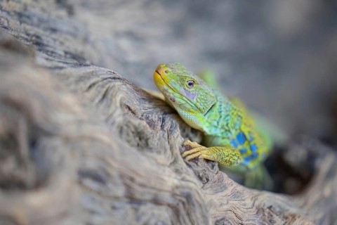 Ocellated Lizard (Timon lepidus) adult on a tree trunk, Spain