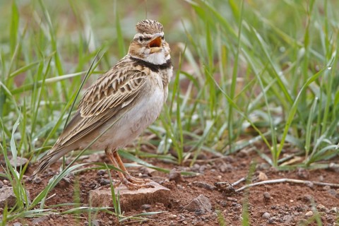 Bimaculated Lark (Melanocorypha bimaculata), Nigde, Turkey