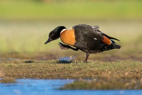Australian Shelduck (Tadorna tadornoides) male, Victoria, Australia